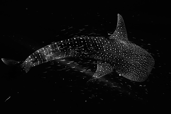 A whale shark, its filter feeding mouth agape, swims amongst smaller fish.
